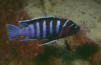 Maylandia sp. 'black dorsal mbenji' Mbenji Island